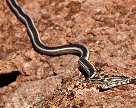 Desert Striped Whipsnake, Masticophis taeniatus taeniatus - a photo on ...