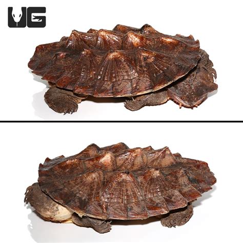 Adult Mata Mata Turtle (Chelus fimbriata) For Sale - Underground Reptiles