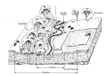 Riparian Zones - Cox's Creek - What can we learn?