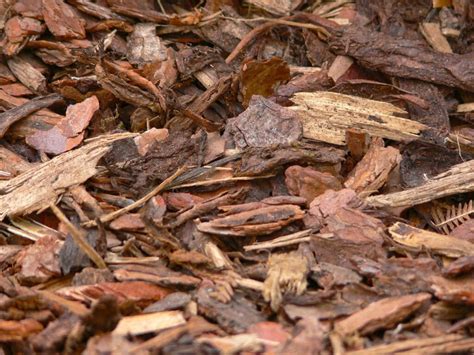 Pine Bark Mulch: Pros and Cons and How to Use It - The Homestead Hangout