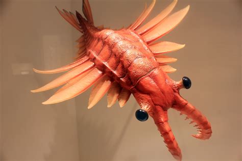 Anomalocaris Fact Sheet - C.S.W.D