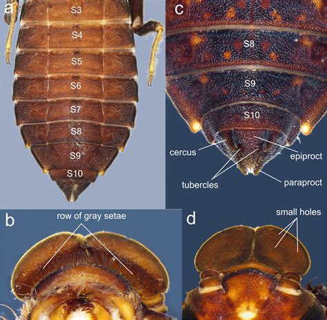 The larva and female of Perigomphus basicornis Amaya-Vallejo, Novelo ...