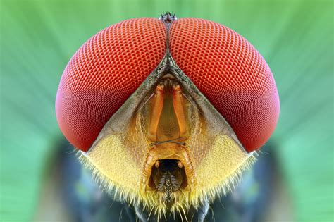 These Close-Up Shots of Tropical Bugs Are Beautifully Frightening ...