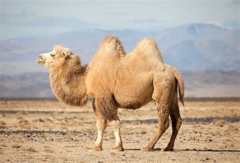 Wild Bactrian Camel: Is This Animal Endangered?