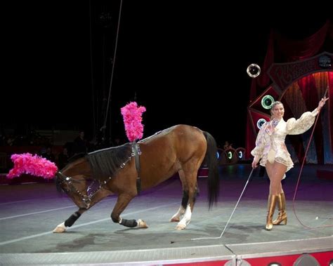 Circus performer has been training animals her whole life