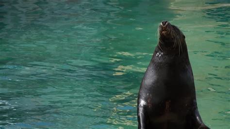 Sea Lion Clapping Stock Footage Video (100% Royalty-free) 13704764 ...