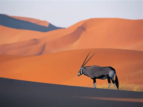 Where the Namib Desert meets the Atlantic Ocean, in Africa : r/pics