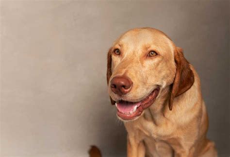 Dudley Lab vs Yellow lab - PatchPuppy.com