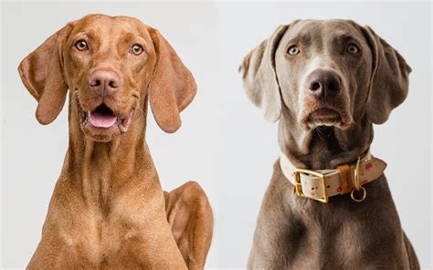 Vizmaraner (Vizsla Weimaraner Mix): Pictures, Care Guide, Temperament ...