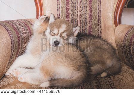 Cute Husky Puppies Image & Photo (Free Trial) | Bigstock