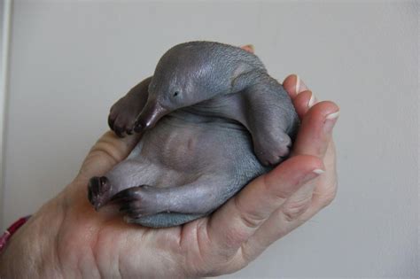 A baby echidna ... So cute | Cucciolo di ornitorinco, Simpatici ...