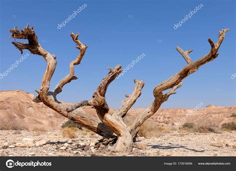 Dry tree in Negev desert. — Stock Photo © leospek #173516594