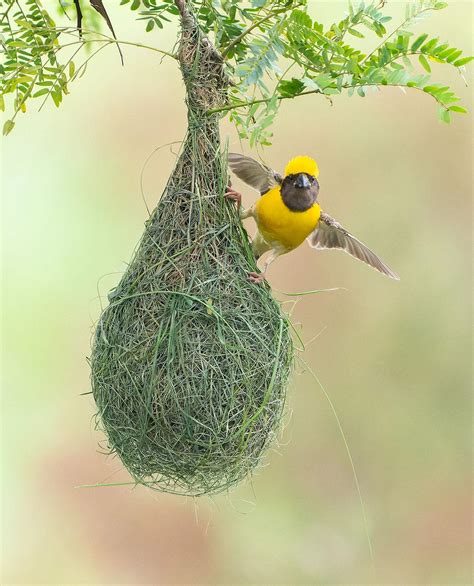 Baya Weaver bird. ISO 12800.Sony Alpha 1 and 200-600 lens. RAW in ...