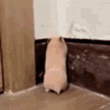 Hamster Meme GIFs | Tenor