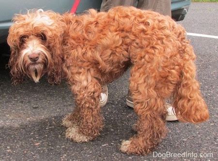 How Long Does It Take For A Cockapoo To Be Fully Grown