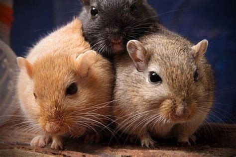 Male Vs. Female Gerbils: Which Is The Better Pet?