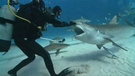 How Do Scuba Divers Avoid Shark Attacks? – Conquer The Water