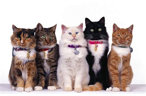 Different-Types-of-Cat-Breeds