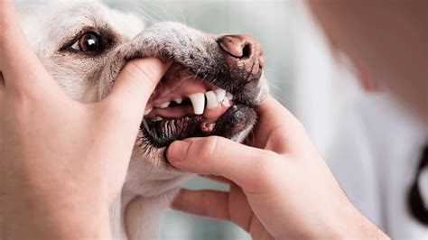 How To Clean Dog Teeth (FINALLY a Natural Dental Care Routine) | PawLeaks