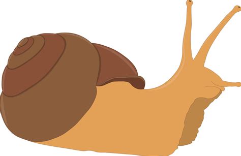 Snail vector illustration 3414713 Vector Art at Vecteezy