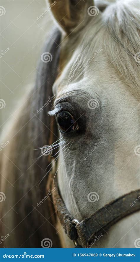 Close Up Horse Face, Detail Stock Image - Image of animal, beauty ...