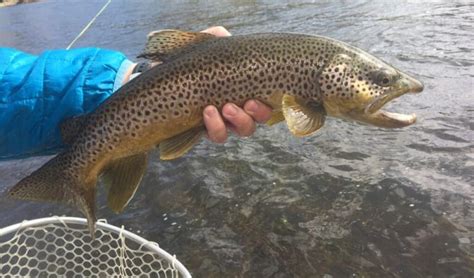 Missouri River Fishing Report by Wolf Creek Angler 3.25.21 - Montana ...