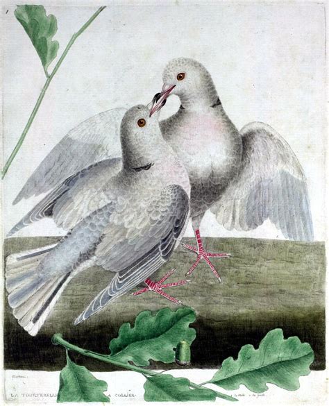 Vintage Bird Illustration, French, turtle doves | Buffon, Ge… | Flickr