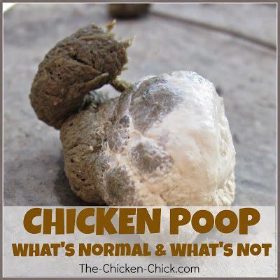 What's the Scoop on Chicken Poop? The digestive system examined.