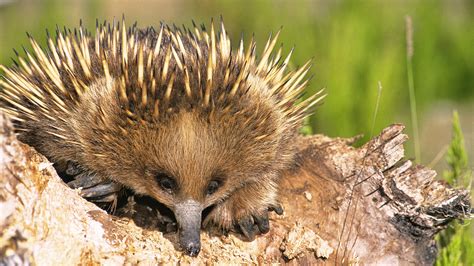 Cute Echidna Puggle