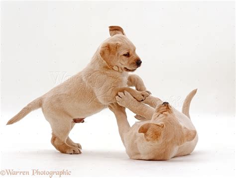 Should You Stop Puppies Play Fighting