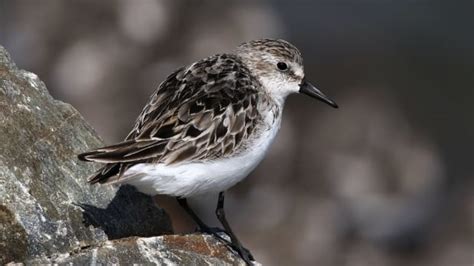 Witness a 'marvel of nature' as thousands of sandpipers fly as one over ...