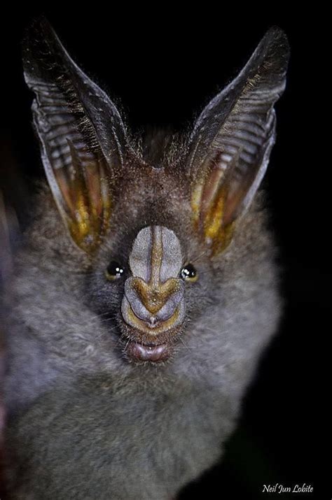 Eye to eye with the banana bat (Musonycteris harrisoni). Photo by Neil ...