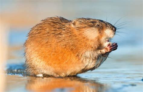 What Do Muskrats Eat? - AZ Animals