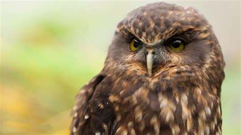 Morepork/ruru: New Zealand native land birds