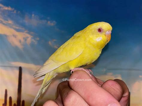 Lutino Parakeet (Budgerigar) - ParrotCrown.com