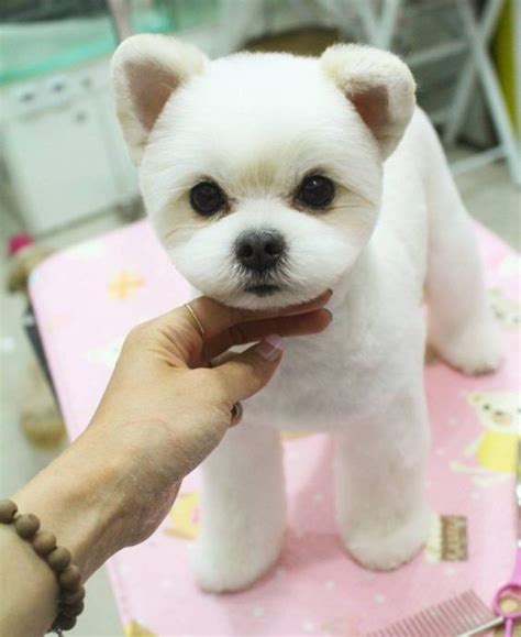 15 Very Interesting and Funny Dog Haircuts - This Way Come | Hond ...