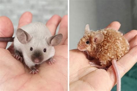 Polish Mouse Breeder Shares 40 Pics Of Their Fancy Mice | Bored Panda