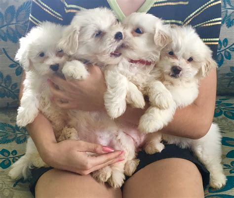 MALTESE PUPPIES FOR SALE - PetsForHomes