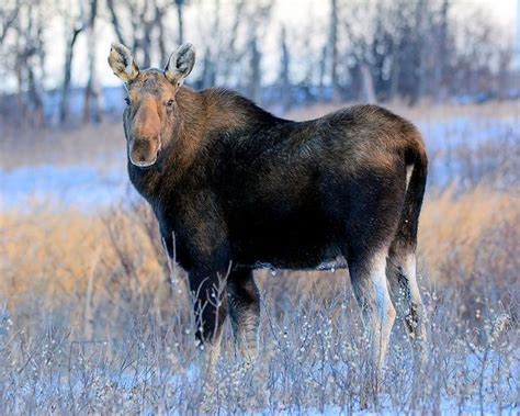 Mid Morning Moose by im pastor rick, via Flickr | Moose pics, Moose ...