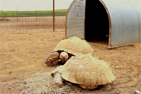 How to Care for a Pet Sulcata Tortoise