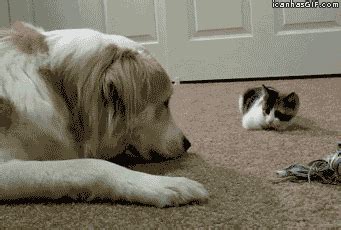 29 Hilarious Dog vs Cat GIFs That Prove the Rivalry is Real