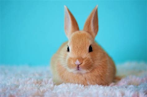 Cute Rabbit