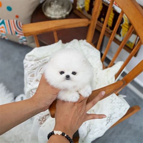 Priceless White Pomeranian Puppy For Adoption