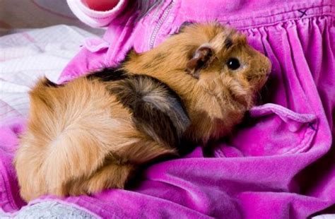 Abyssinian Guinea Pigs: Care Guide, Breeds, Colours, Origin - PetHelpful