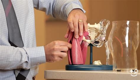 Arthroplasty - Anterior vs. Posterior Hip Replacement - Doctorpedia