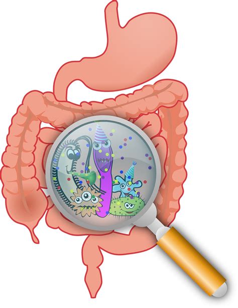 Gut microbiome fermentation determines of the efficacy of exercise for ...