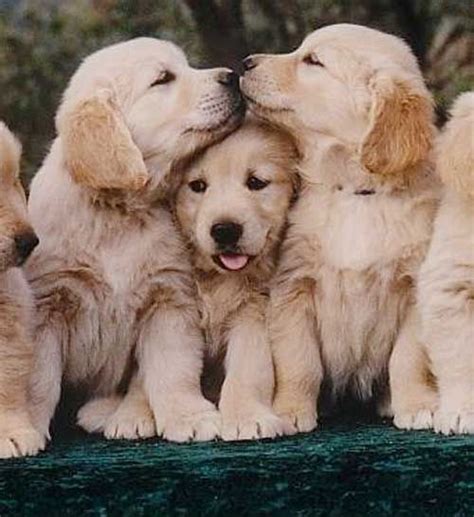 10 leuke foto's van Golden Retrievers! - Hart voor Dieren | Schattigste ...