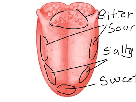 Tongue taste zones | Science | ShowMe