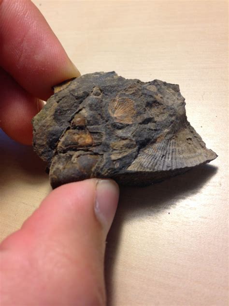 Devonian Fossils - Member Collections - The Fossil Forum