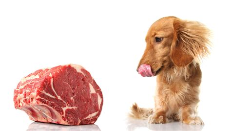 Raw Or Cooked Meat For Dogs (Which Is Better?) - Rick's Dog Deli